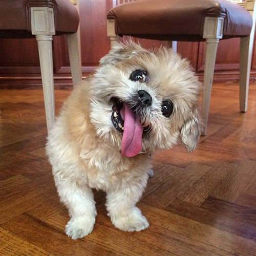 12-летняя собака породы ши-тцу Марни - звезда Инстаграма