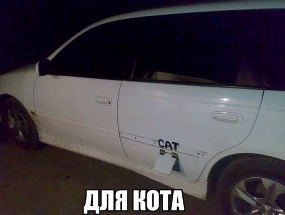 Крутецкое авто для котов