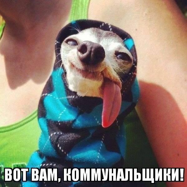 Тепло, сухо и мухи не кусают