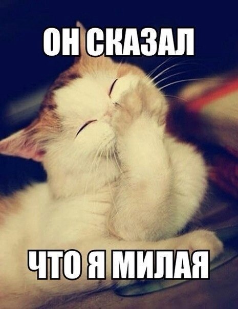 Он сказал что я милая