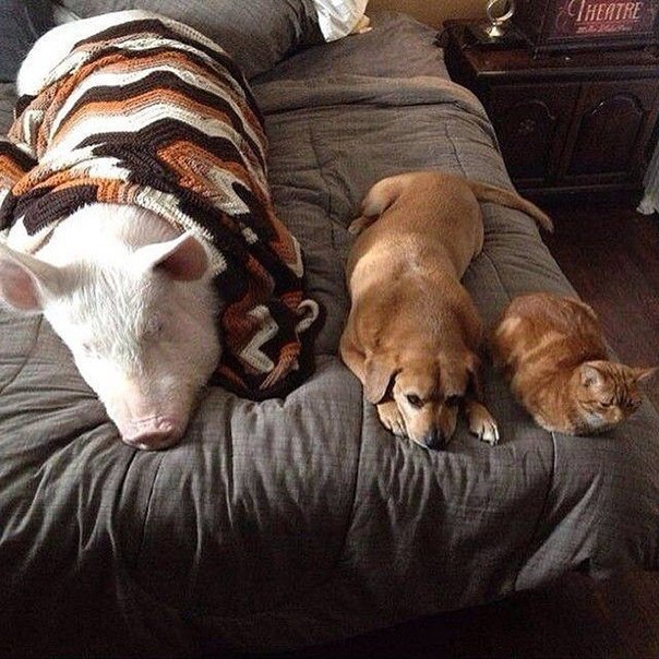 Обычные будни домашней свинки
