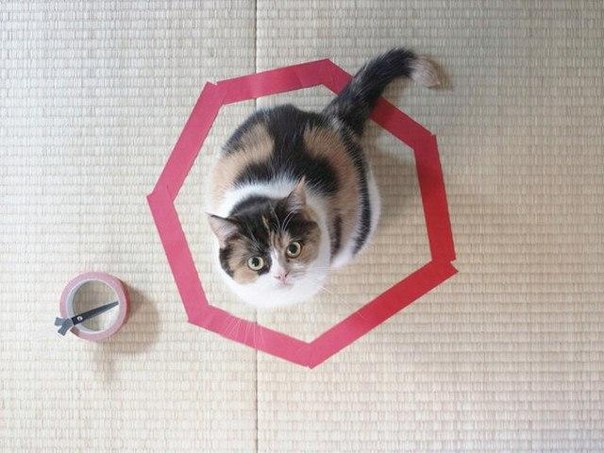 Новый интернет-мем: Котики в кругах