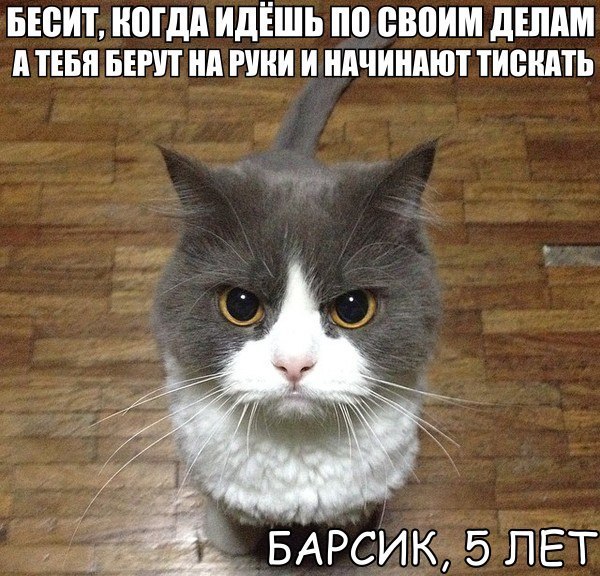 Прикольный мем с котиком