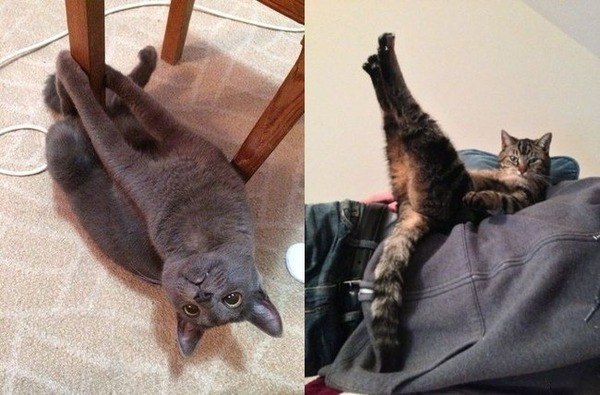 Когда коты сексуальнее тебя