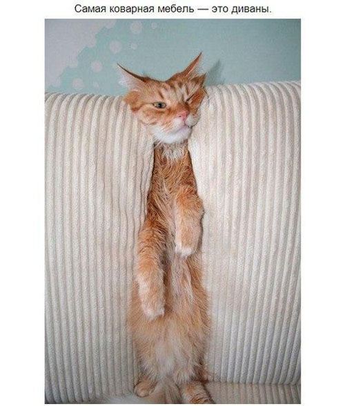 Животные, которые проиграли битву с мебелью