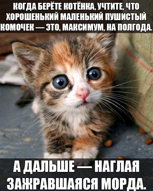 Милое фото с наглой рыжей мордой