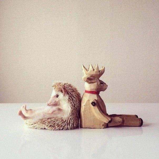 Домашний няшный ежик Дарси