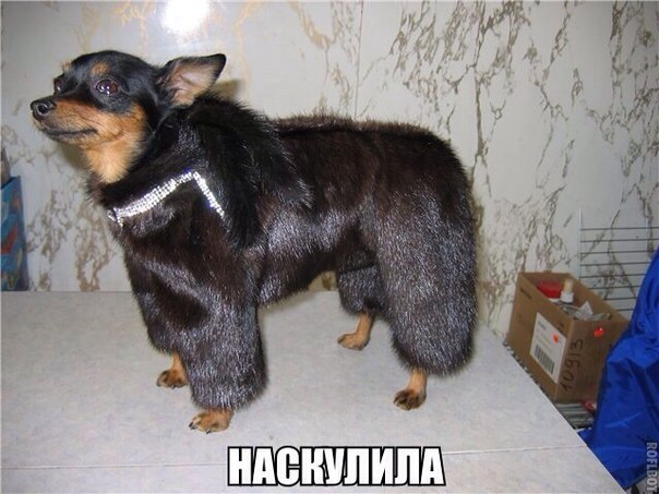 Все девушки любят роскошь