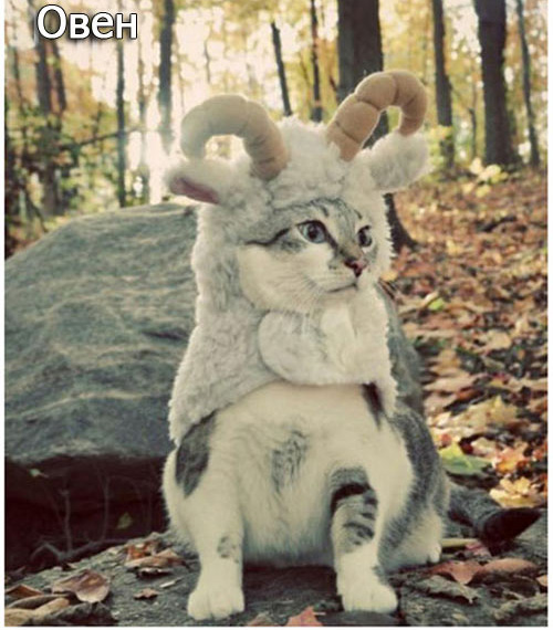 Котики по знакам зодиака