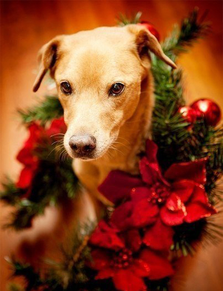 Бесподобные снимки собачек на Новый год