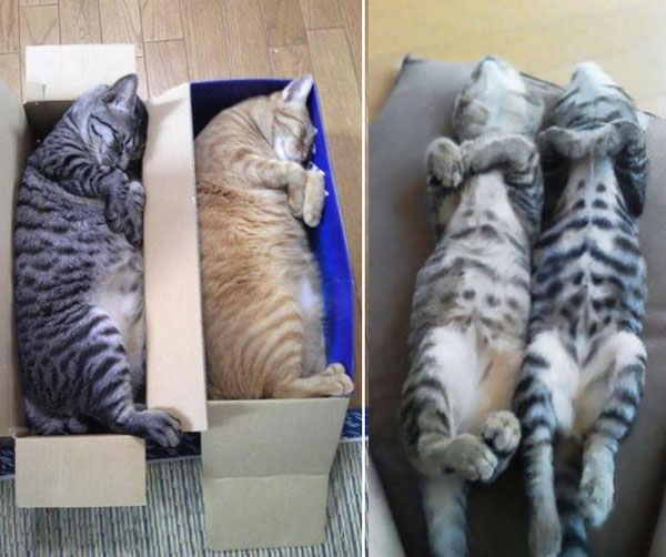 Синхронные котики