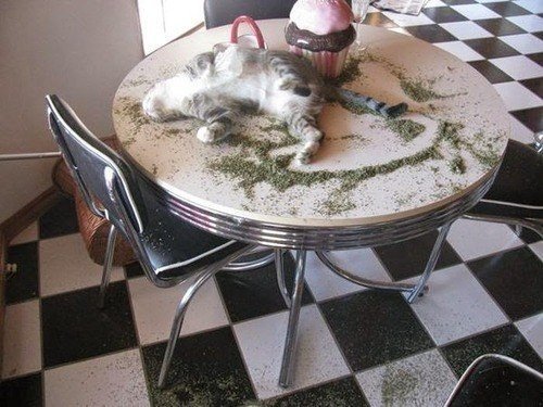 Коты и валериана