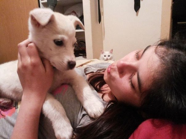 Самай несчастный белый кот