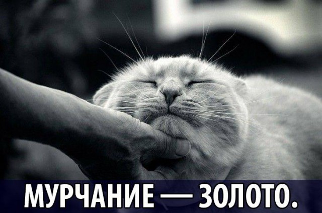 Мурчание - золото