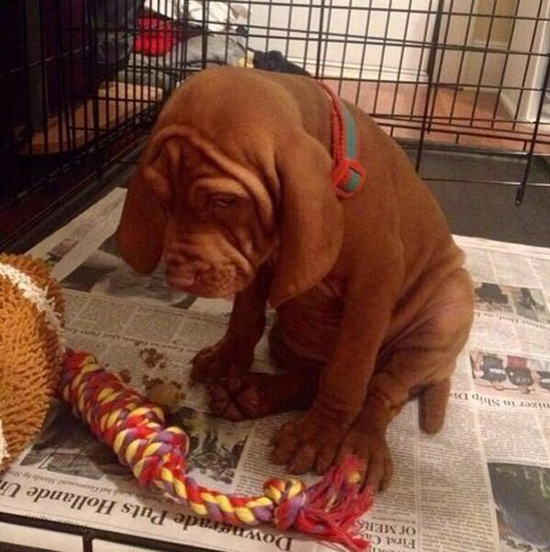 Подборка виноватых собачуль
