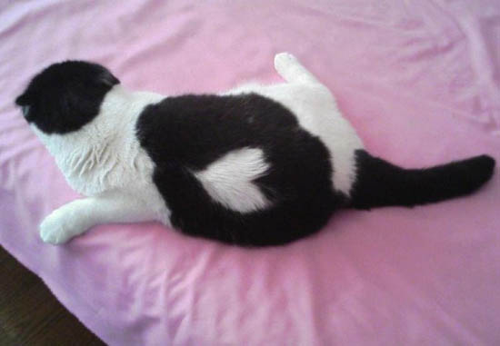 Котики, помеченные сердцем