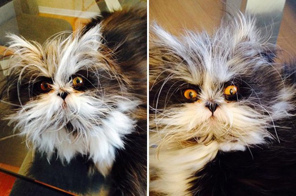 Лохматый кот по кличке Атчум