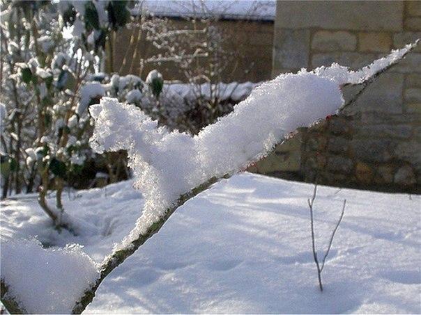 Снежная пантерка
