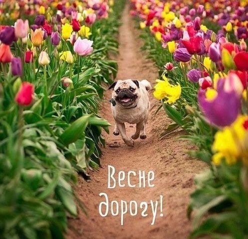 Весна идет. Весне дорогу!