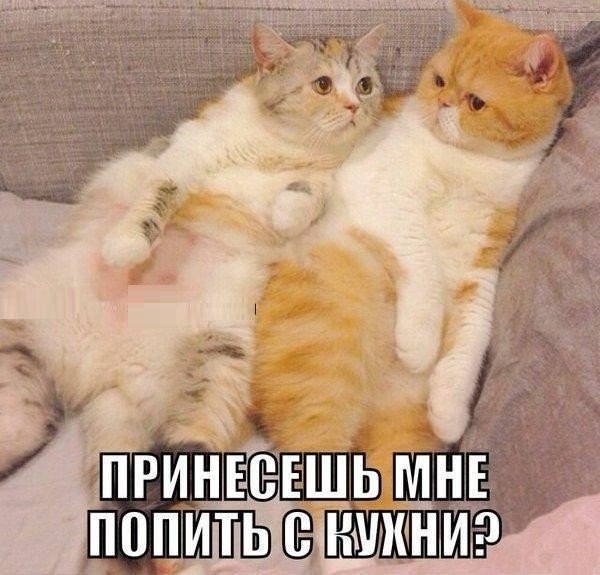 Милый, принесёшь попить?