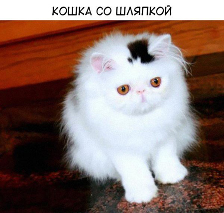 Животные с необычным окрасом