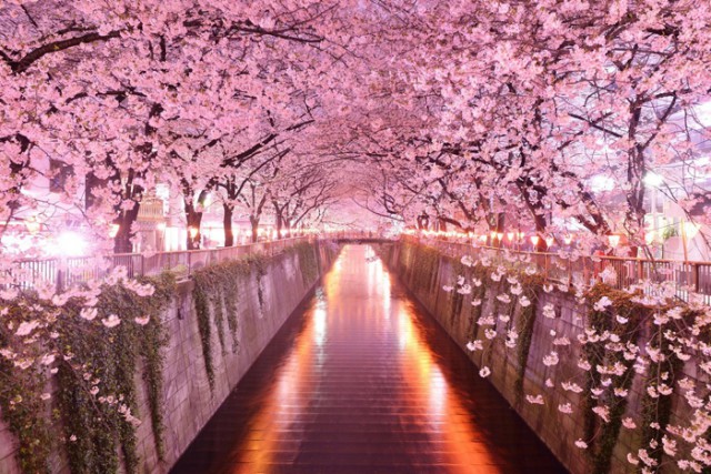 Цветение сакуры. Самое долгожданное событие в марте в Японии