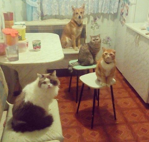 Кухня сильной независимой женщины