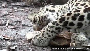 Гифки с котиками