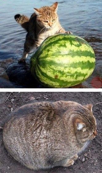 Милое фото с обжорой