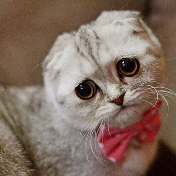 Самый грустный котик Малышка Пи