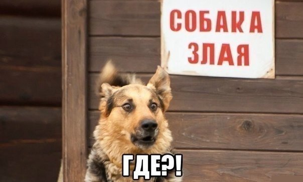 Милое фото с собачкой