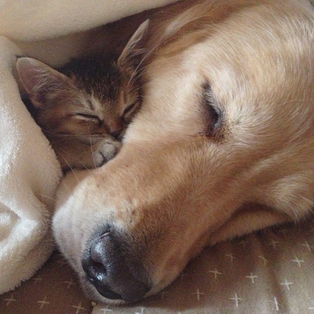 Самый добрый пес на свете - золотистый ретривер Понзу