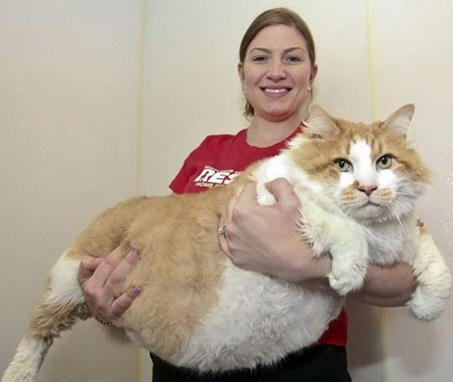 Самые "миниатюрные" котики