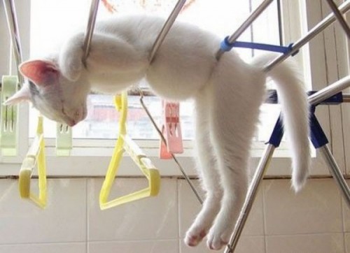 Вездесущие коты