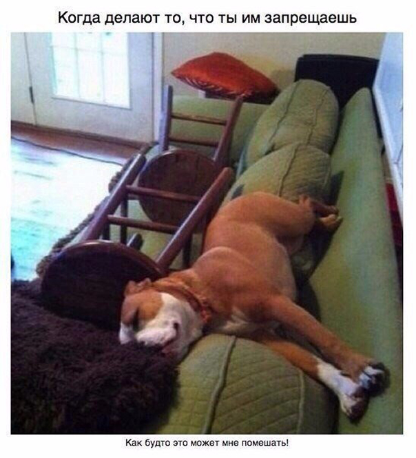 Милый пост про собак