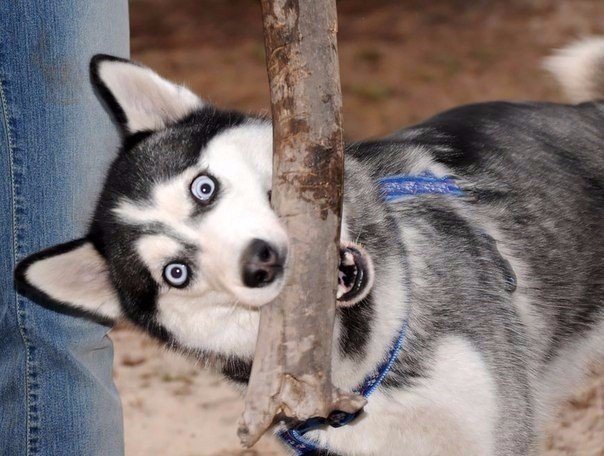 Самые очаровательные хаски