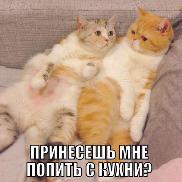 Любимый, принесешь попить?