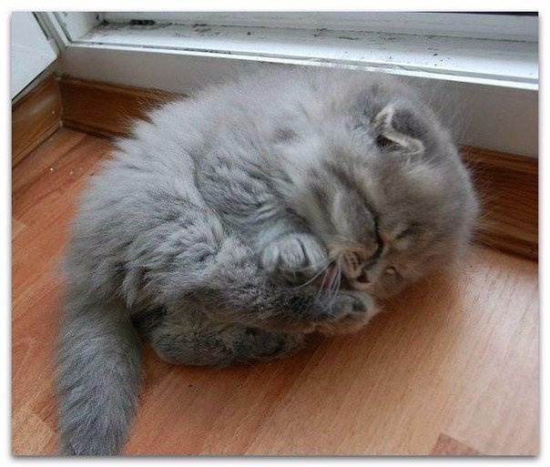 Серенький комочек счастья