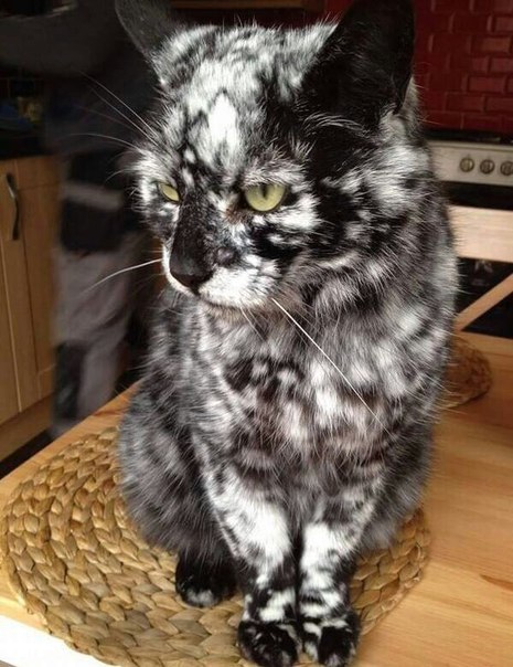 Необычный раскрас