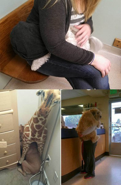 Милахи на приёме у ветеринара