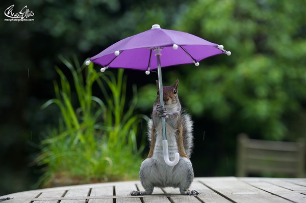 Милая фотосессия "Белка с зонтиком"