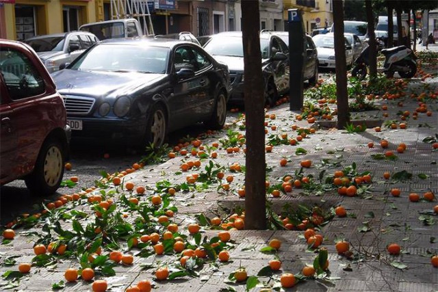 Апельсины созрели. Севилья, Испания