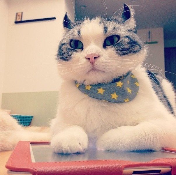 Котэ с забавными ушками