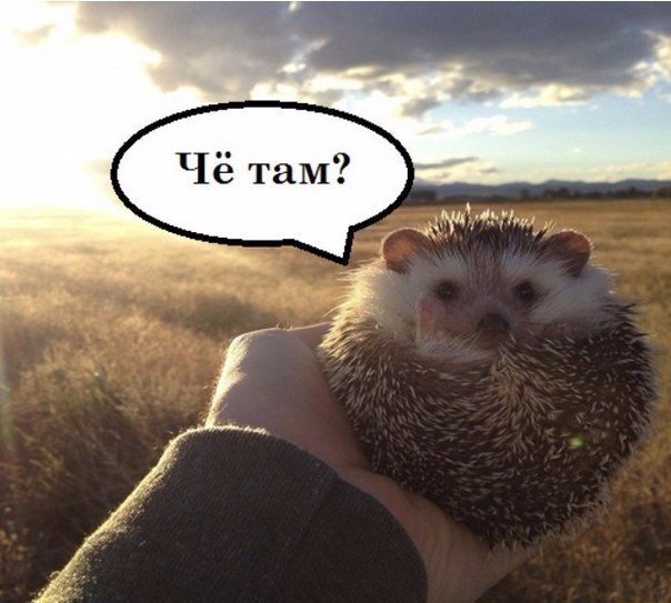 Веселое путешествие ежика