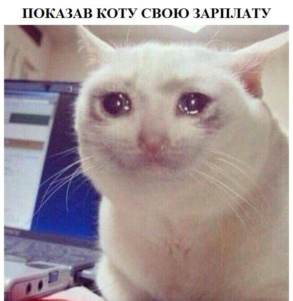 Показал коту свою зарплату