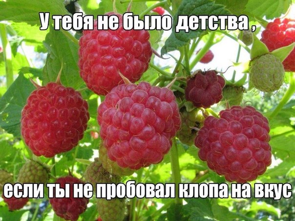 Без клопа на малине - детство не детство