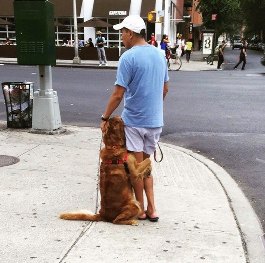 Собака, которая боится звука сирены пожарной машины