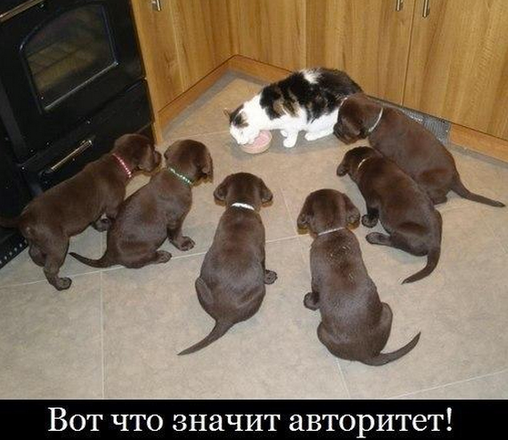 Авторитет. Знай свое место