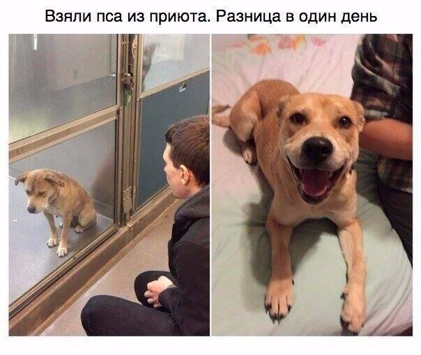 Жизнь после приюта. Собачки, которые обрели дом