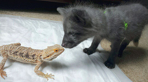 Необычные домашние питомцы